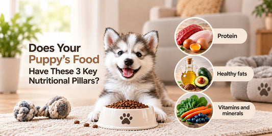 Does Your Puppy’s Food Have These 3 Key Nutritional Pillars?