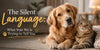 The Silent Language What Your Pet is Trying to Tell You