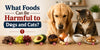 What Foods Can Be Harmful to Dogs and Cats?